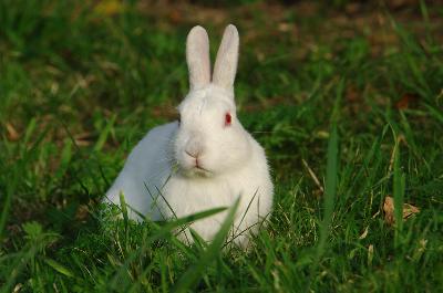 Albino Hase,
 Copyright © 2006 - 2017 Mark Kuiper photography,
 http://www.naturepicture.info/photo.php?lang=en&id=69